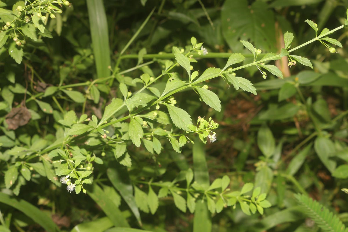 Scoparia dulcis L.